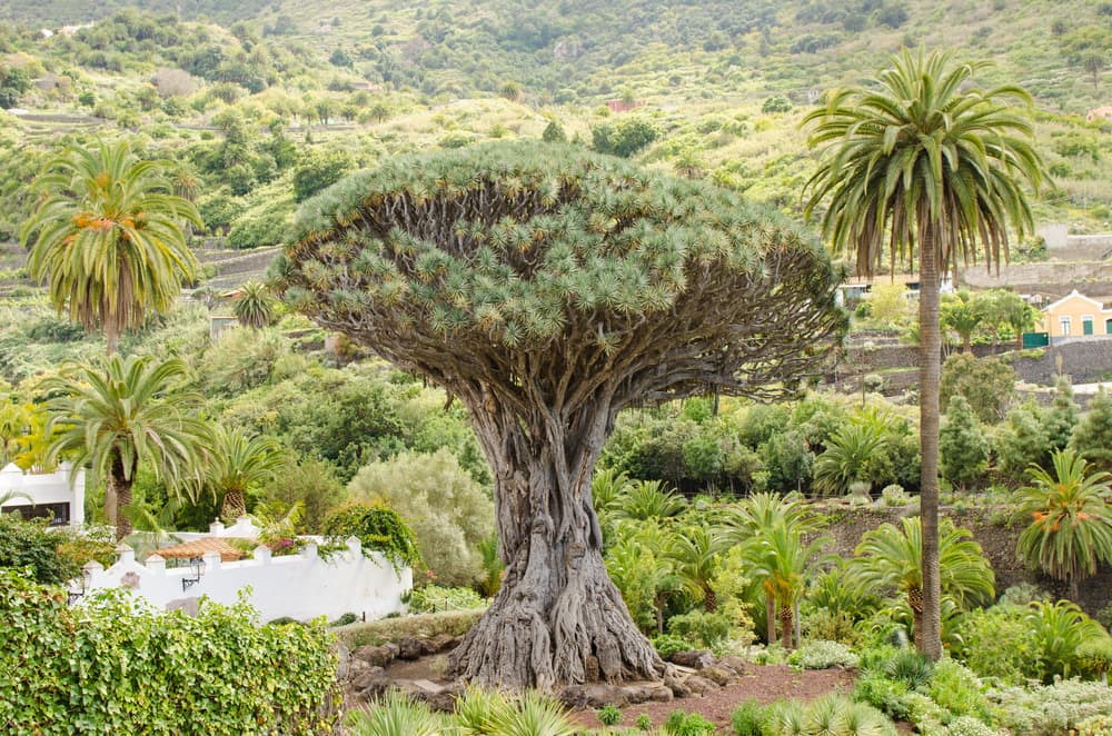 Parque del Drago de Icod de los Vinos