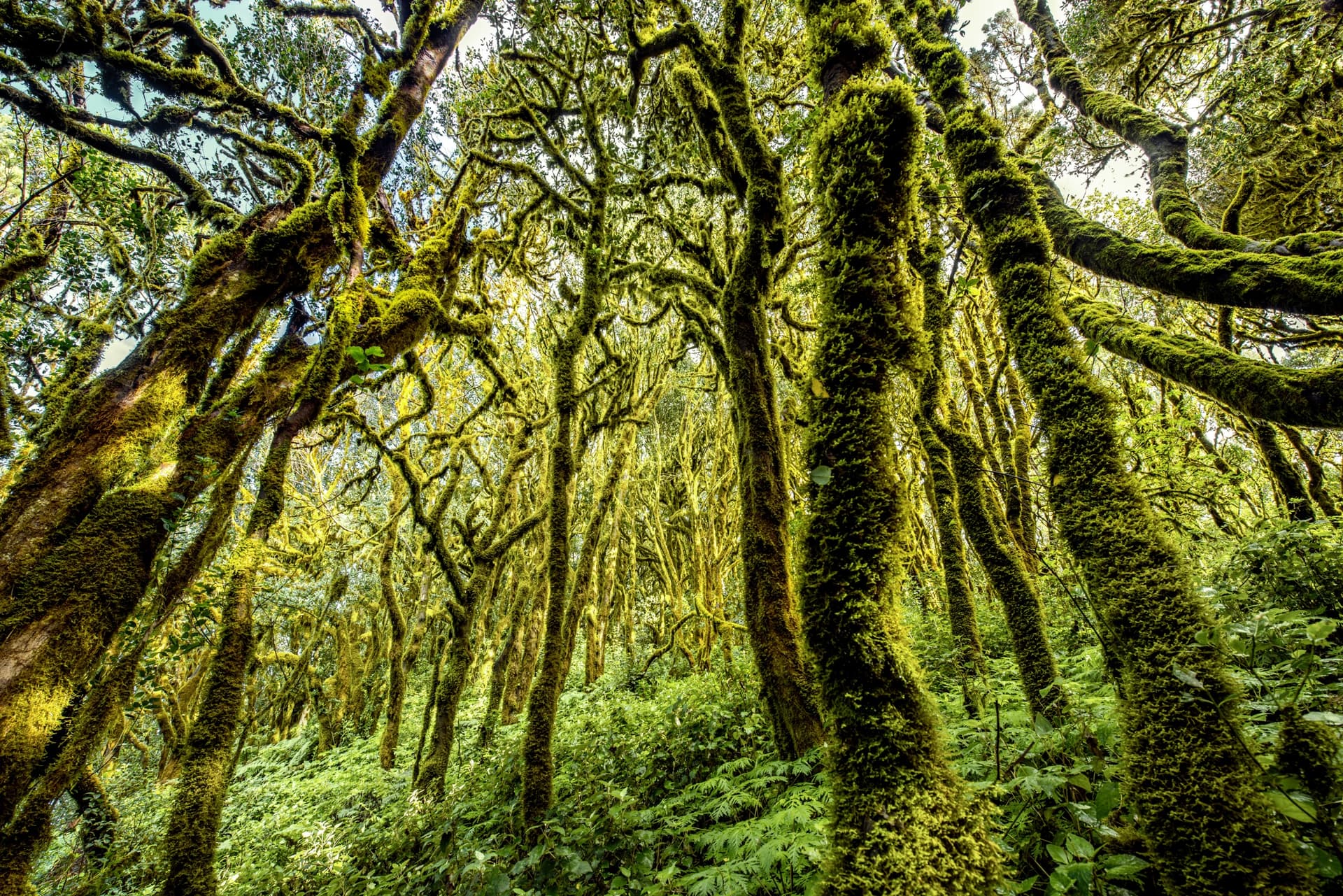 Garajonay National Park